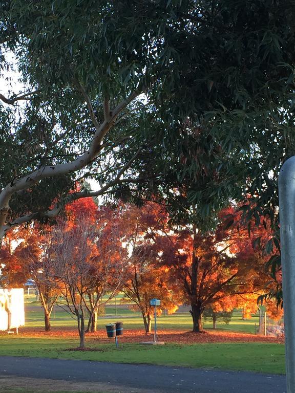 Junee Tourist Park Exteriér fotografie